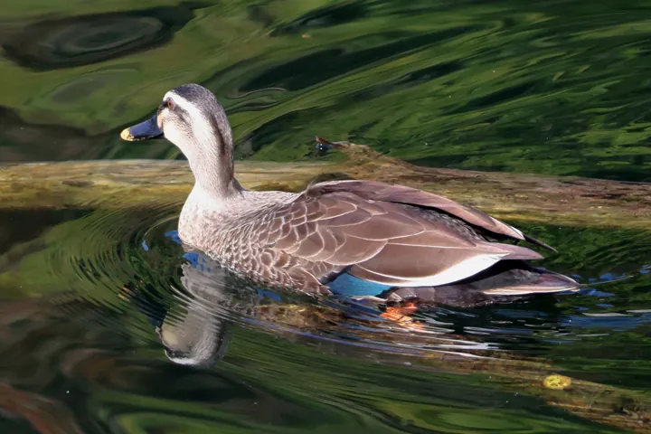 Eastern Spot-billed Duck