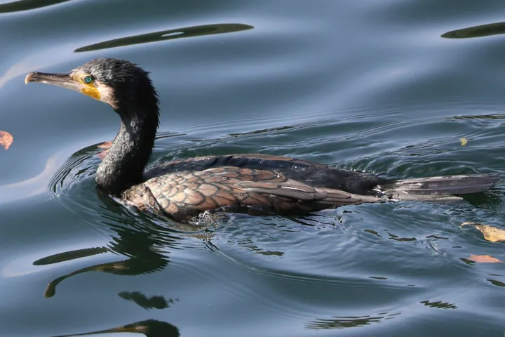 Great Cormorant
