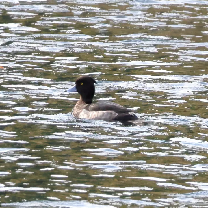 Tufted Duck
