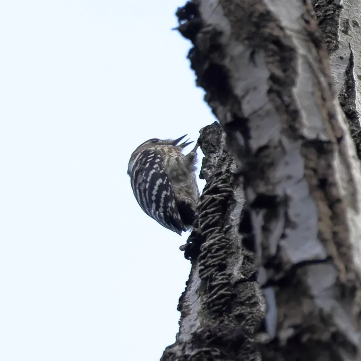 Japanese Pygmy Woodpecker