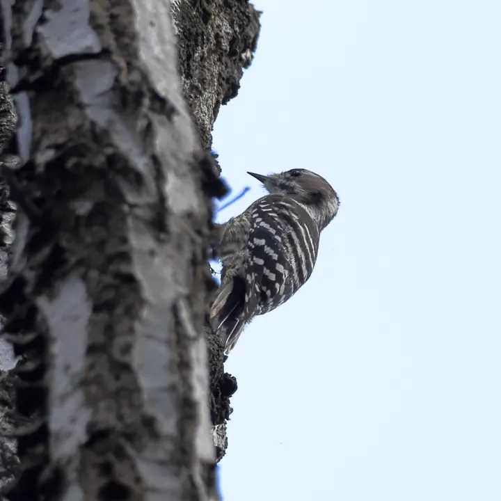 Japanese Pygmy Woodpecker