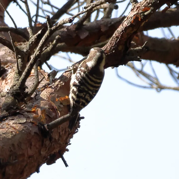 Japanese Pygmy Woodpecker