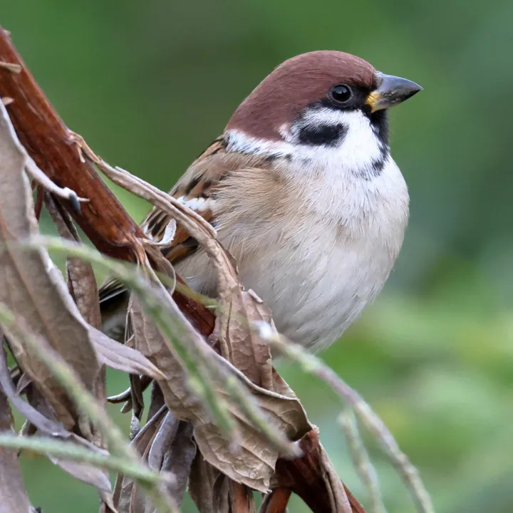 Eurasian Tree Sparrow