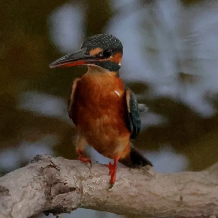 Common Kingfisher