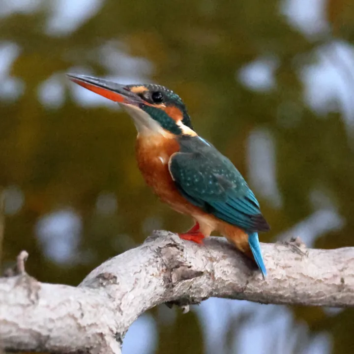 Common Kingfisher