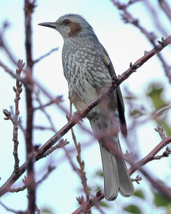 Brown-eared Bulbul
