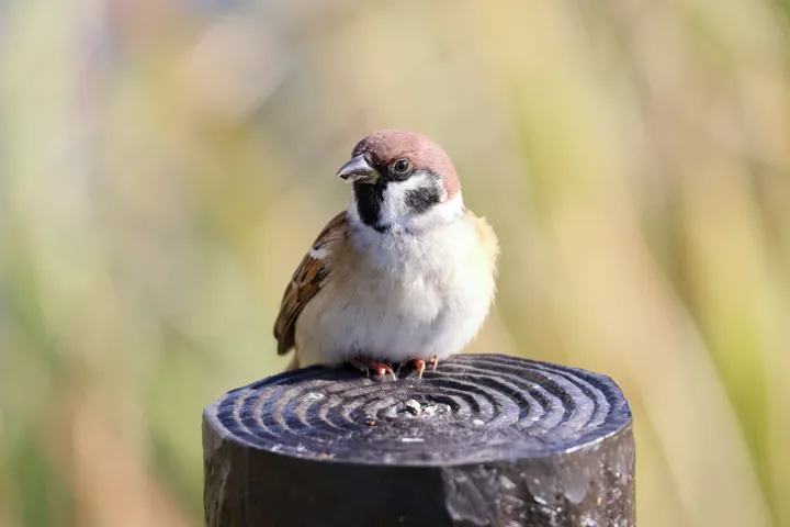 Eurasian Tree Sparrow