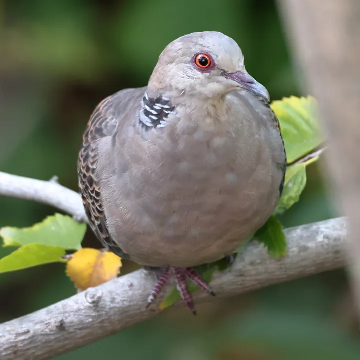 Oriental Turtle-Dove