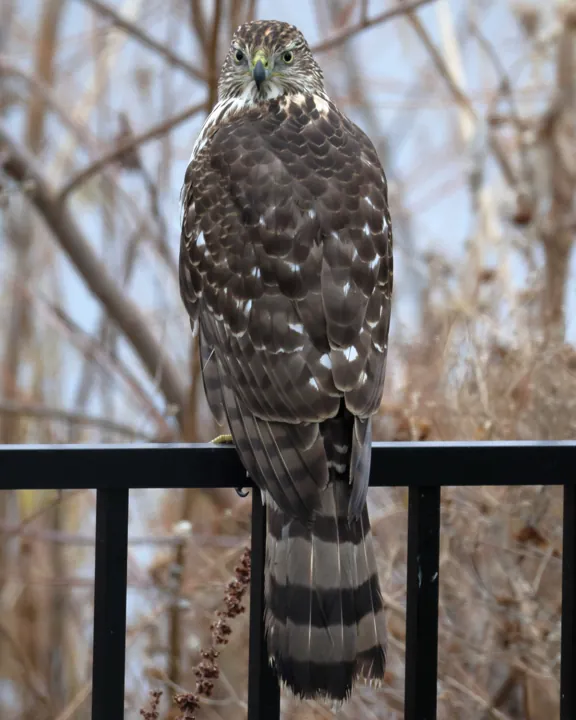 Cooper's Hawk