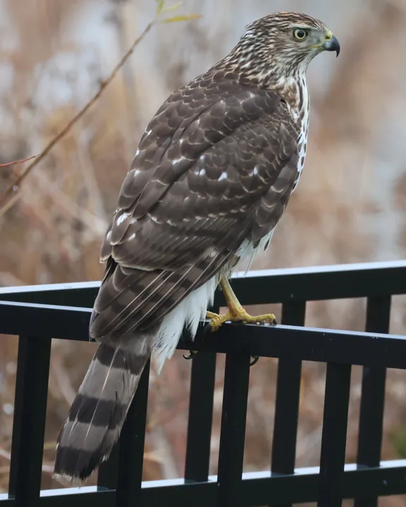 Cooper's Hawk