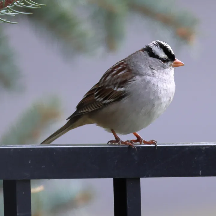 White-crowned Sparrow
