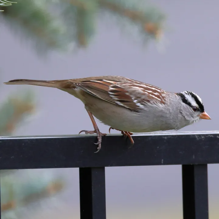 White-crowned Sparrow