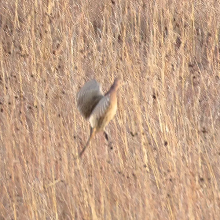 Ring-necked Pheasant