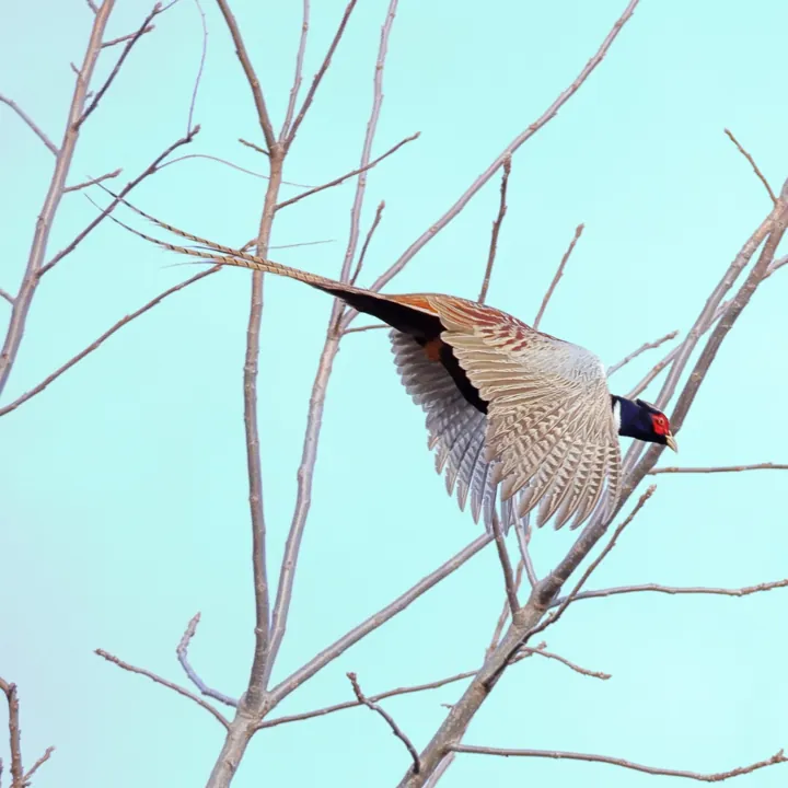 Ring-necked Pheasant