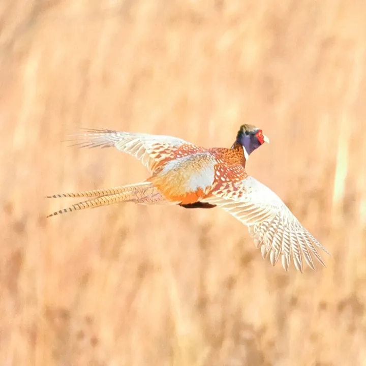 Ring-necked Pheasant