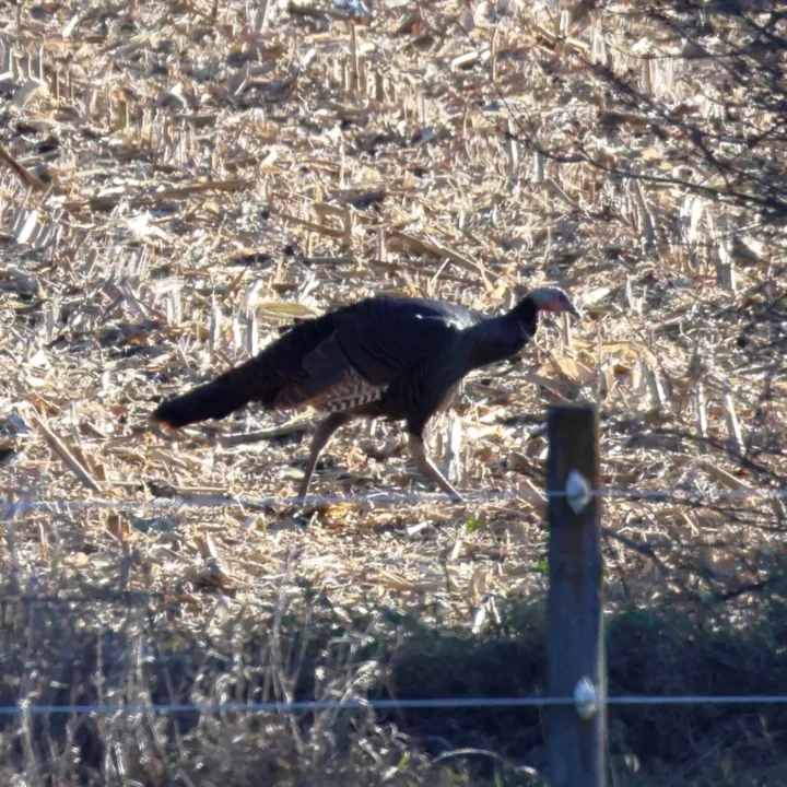 Wild Turkey