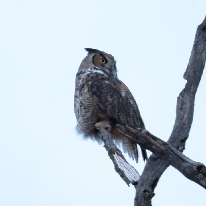 Great Horned Owl