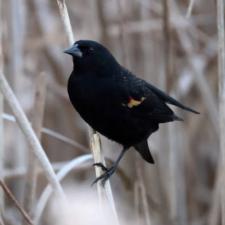 Red-winged Blackbird