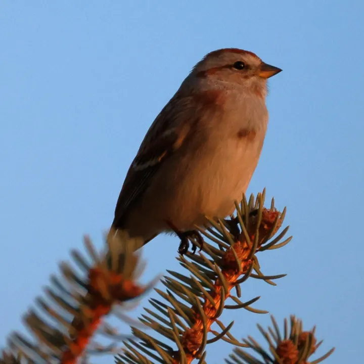 American Tree Sparrow