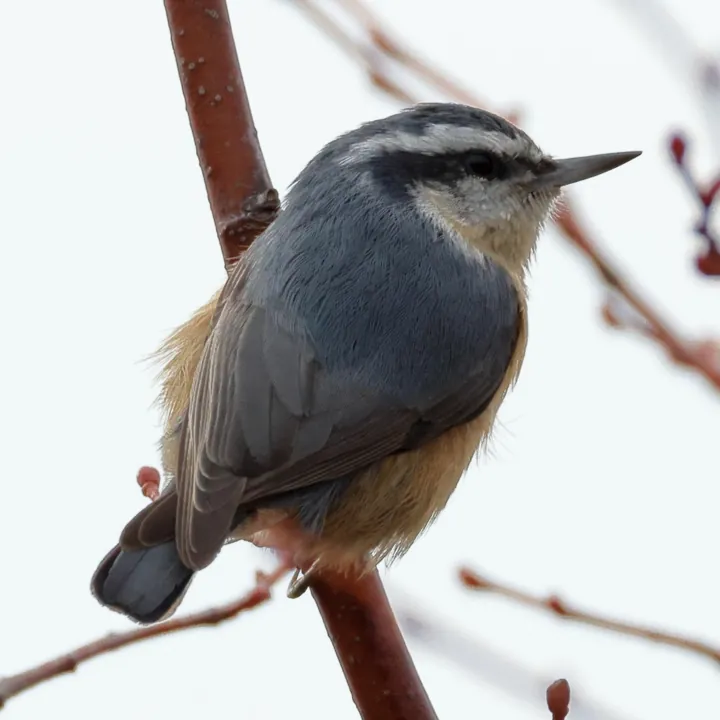 Red-breasted Nuthatch