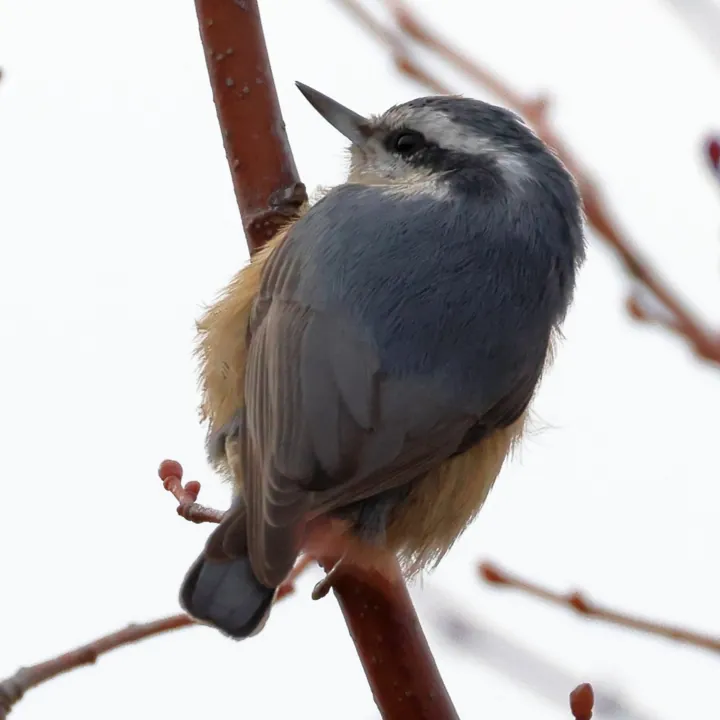 Red-breasted Nuthatch