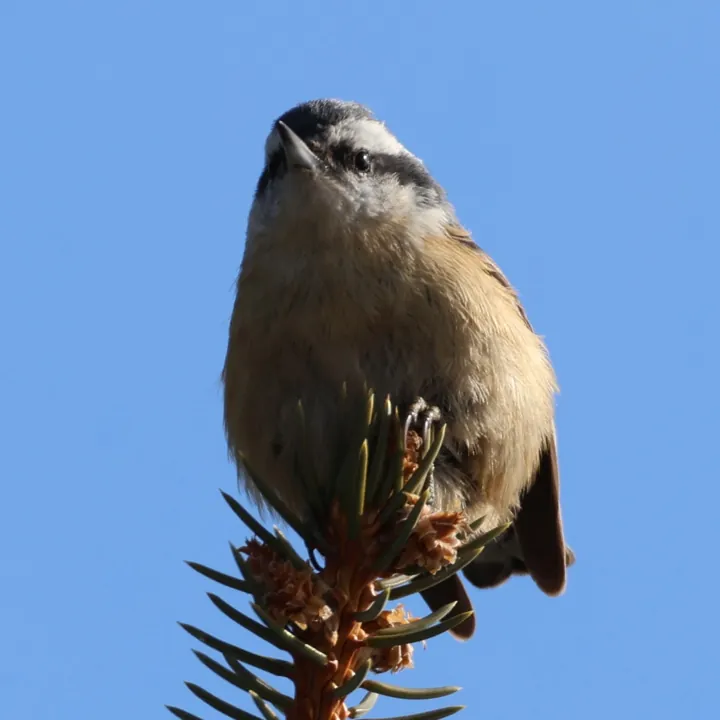 Red-breasted Nuthatch