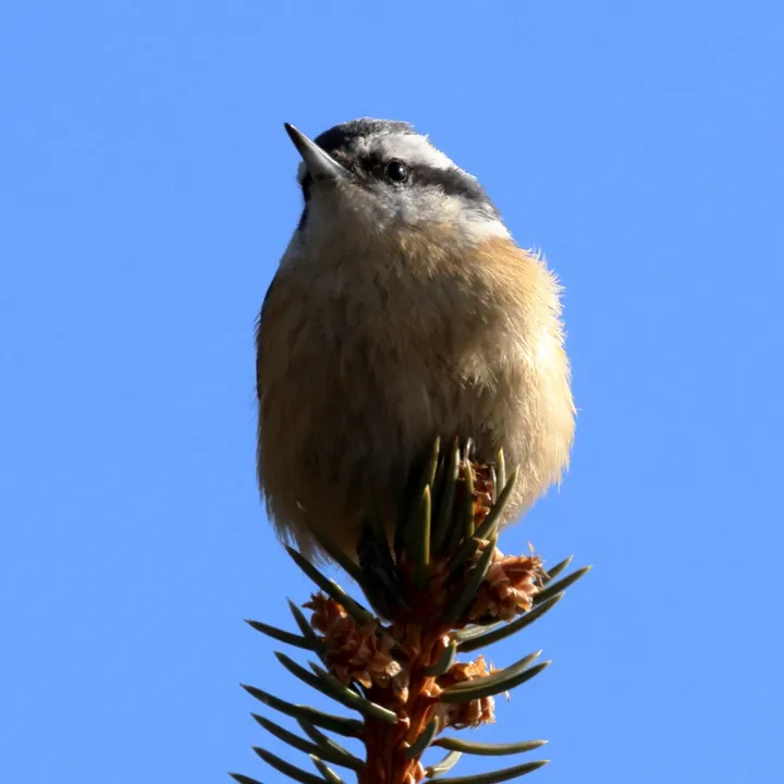 Red-breasted Nuthatch