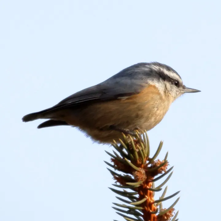 Red-breasted Nuthatch