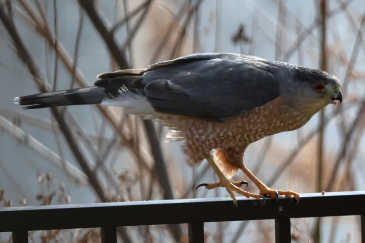 Cooper's Hawk