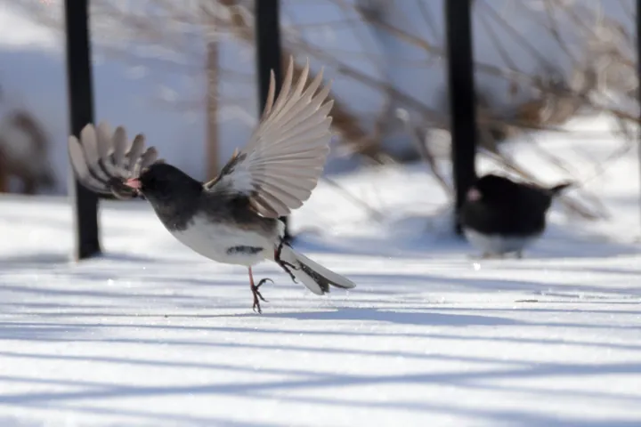 Dark-eyed Junco