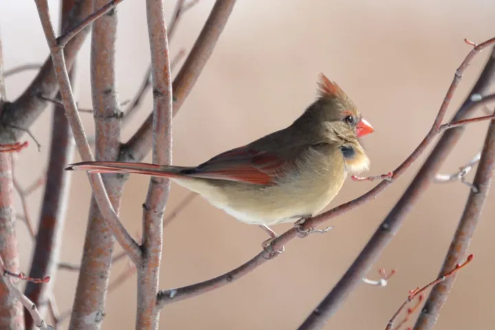 Northern Cardinal