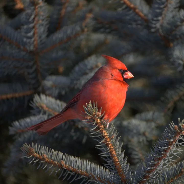 Northern Cardinal