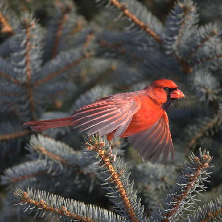 Northern Cardinal