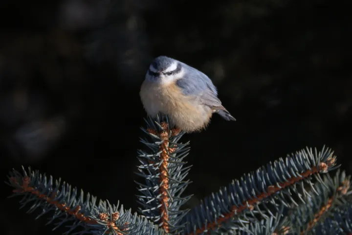 Red-breasted Nuthatch