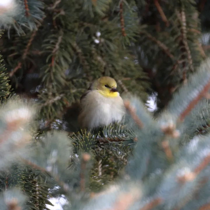 American Goldfinch