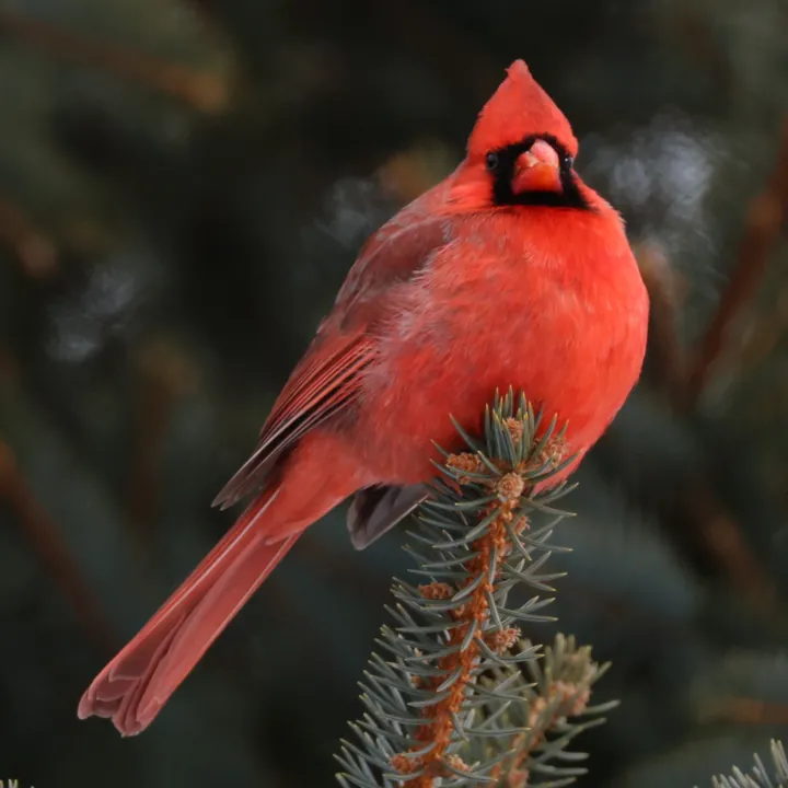 Northern Cardinal