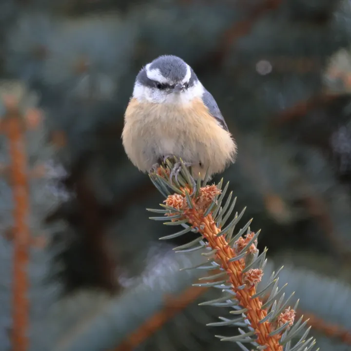 Red-breasted Nuthatch