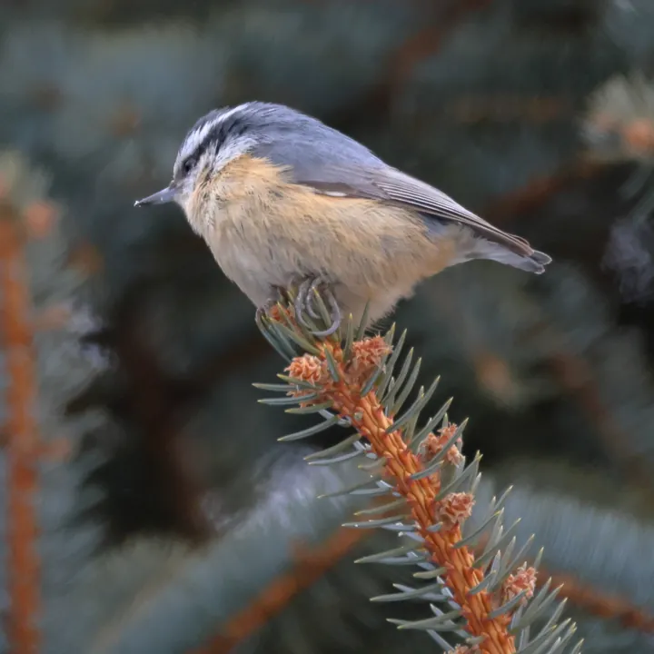 Red-breasted Nuthatch