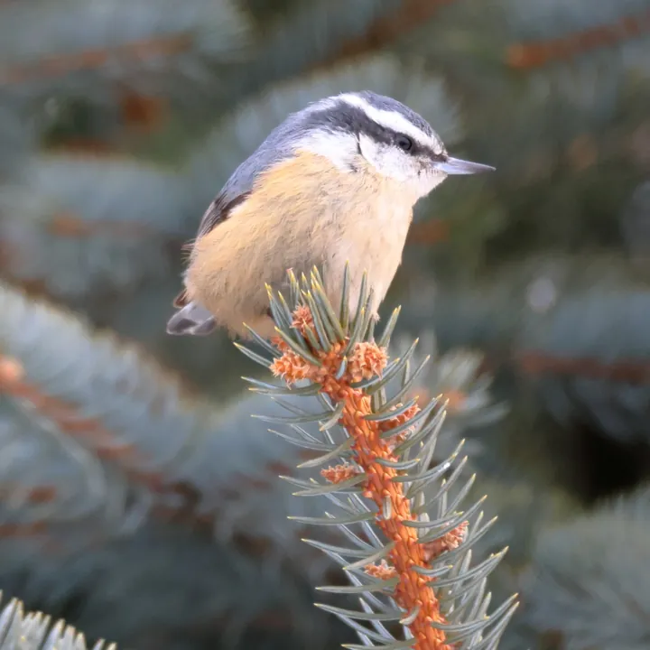 Red-breasted Nuthatch