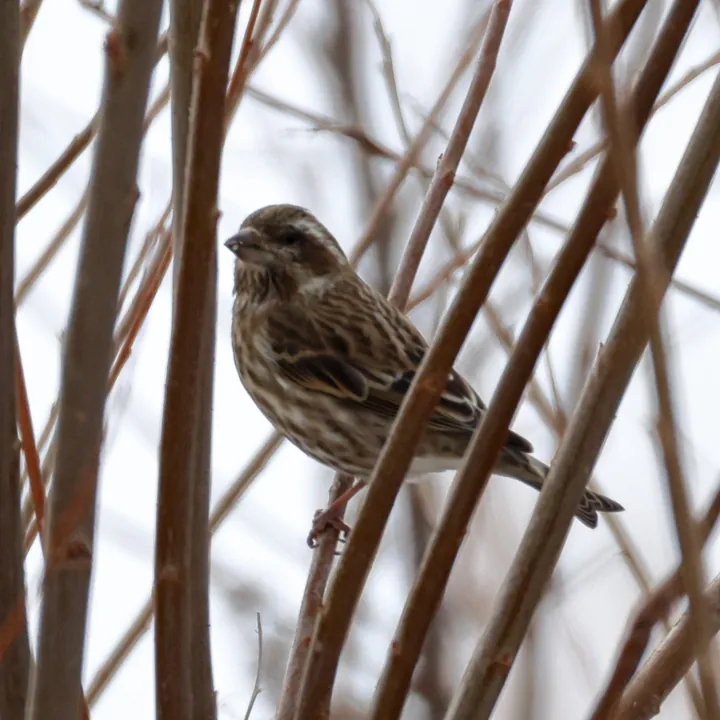Purple Finch
