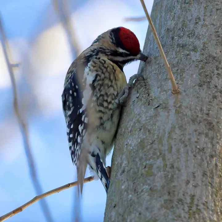 Yellow-bellied Sapsucker