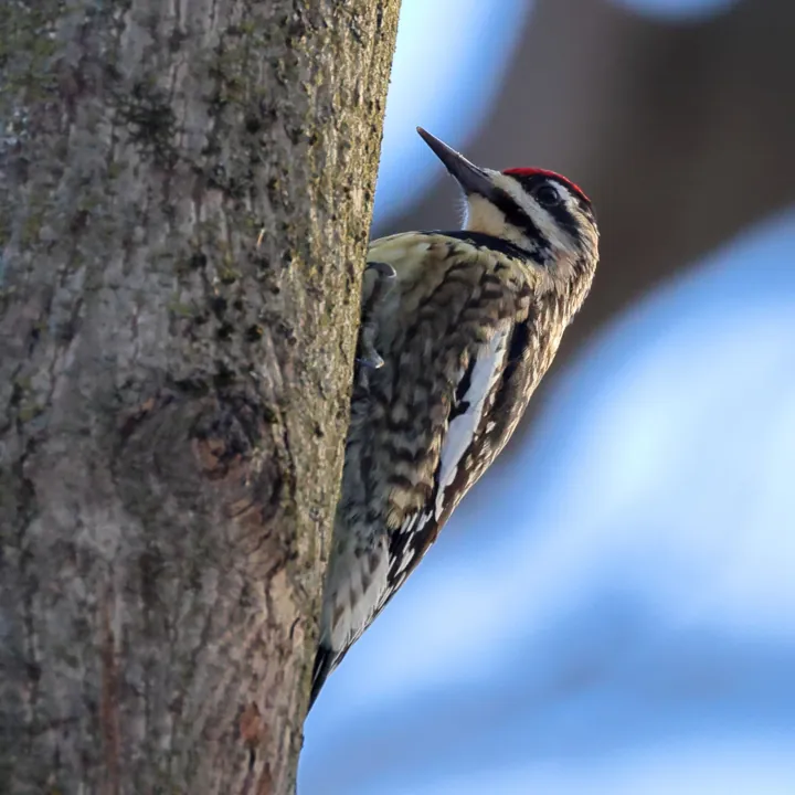 Yellow-bellied Sapsucker