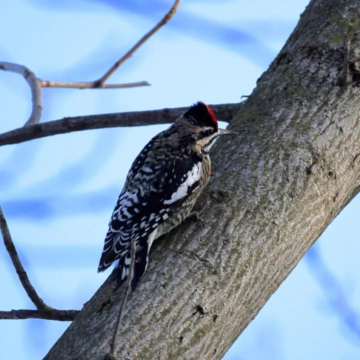 Yellow-bellied Sapsucker