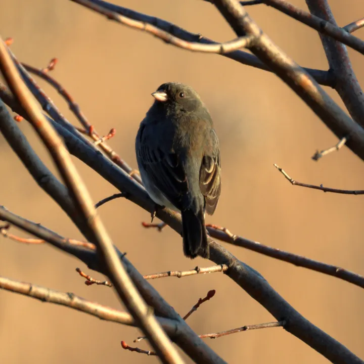 Dark-eyed Junco