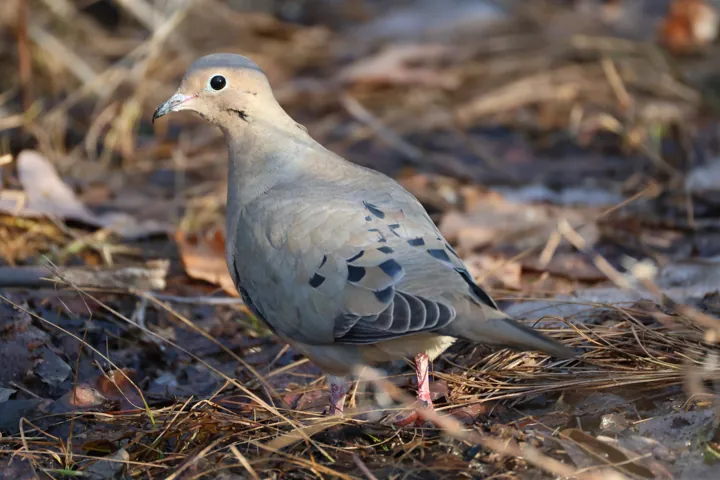 Mourning Dove