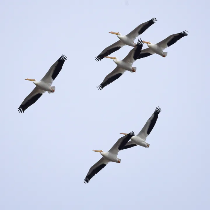American White Pelican
