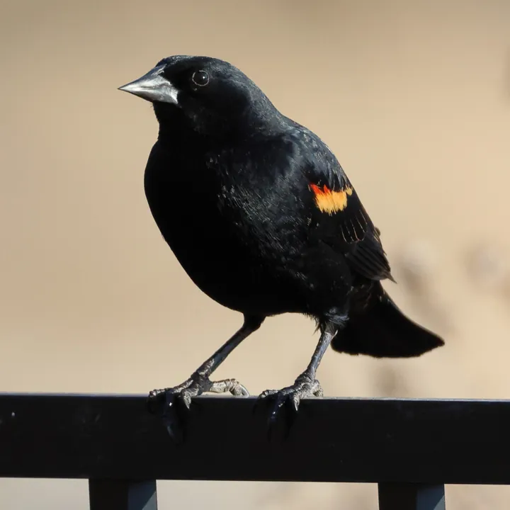 Red-winged Blackbird