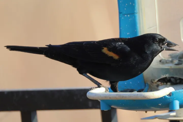 Red-winged Blackbird
