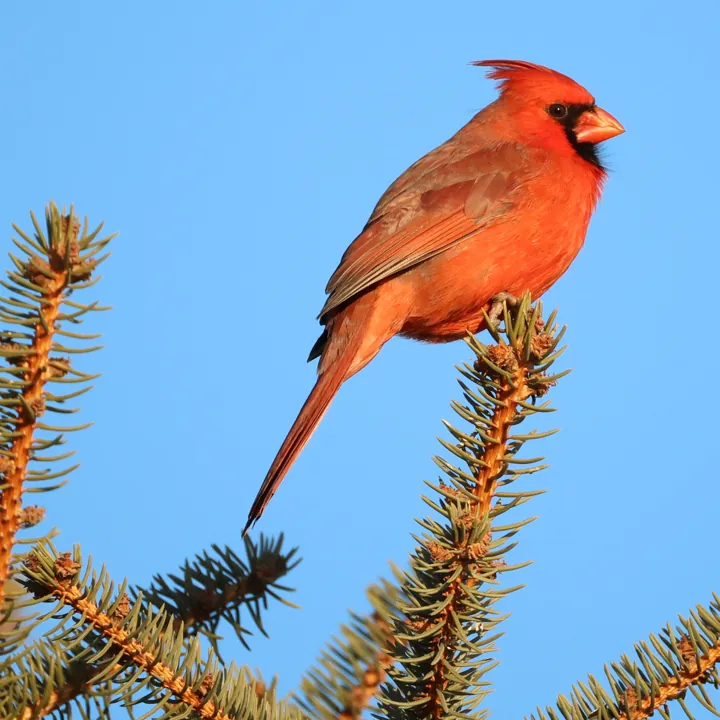 Northern Cardinal