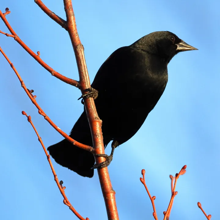 Red-winged Blackbird